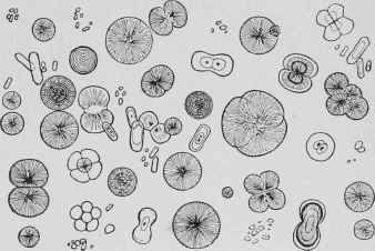 Разные кристаллы под микроскопом